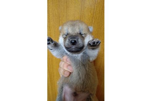 成約済の沖縄県の柴犬-92605の1枚目
