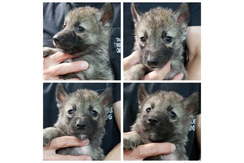 成約済の北海道のその他の犬種-90328