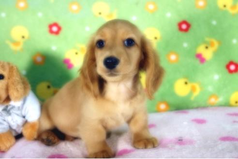 成約済の兵庫県のミニチュアダックスフンド(ロングヘアード)-91329の2枚目