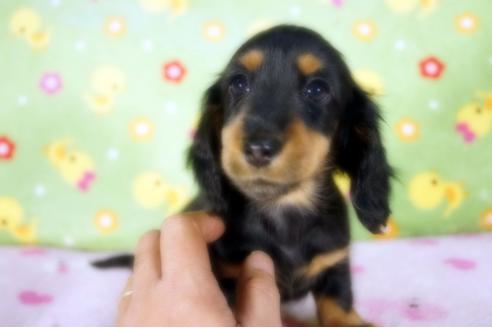 成約済の兵庫県のミニチュアダックスフンド(ロングヘアード)-91335