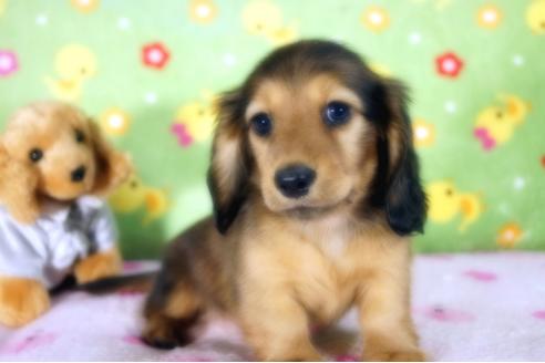 成約済の兵庫県のミニチュアダックスフンド(ロングヘアード)-91920の3枚目
