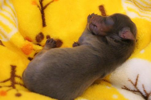 成約済の愛知県のヨークシャーテリア-92818の38枚目