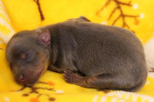 成約済の愛知県のヨークシャーテリア-92818の35枚目