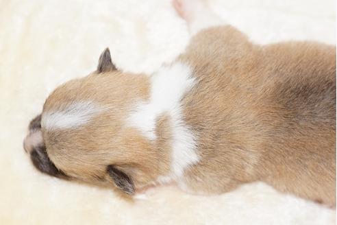 成約済の鹿児島県のウェルシュコーギーペンブローク-92540の15枚目