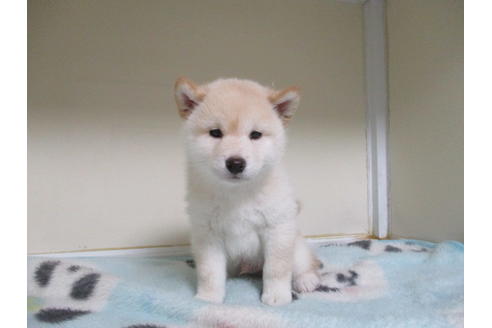 成約済の岡山県の柴犬-92871の1枚目