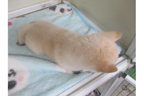 成約済の岡山県の柴犬-92871の3枚目