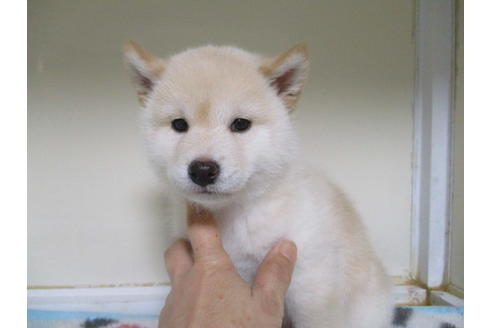 成約済の岡山県の柴犬-92871の2枚目