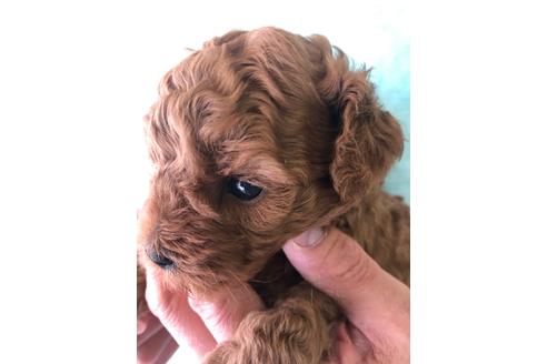 成約済の愛知県のトイプードル-92901の1枚目