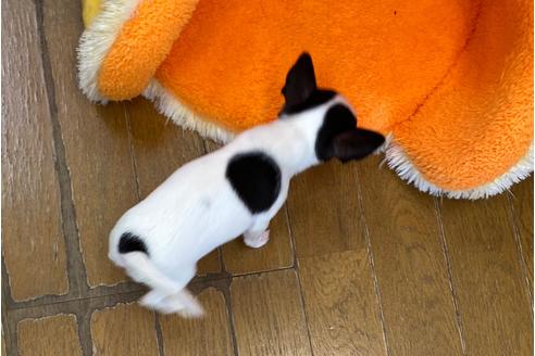 成約済の神奈川県のチワワ(スムースコート)-92675の19枚目