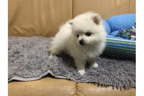 成約済の栃木県のポメラニアン-92948