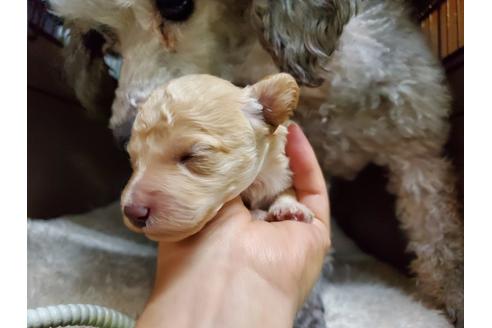 成約済の愛知県のトイプードル-92953の1枚目