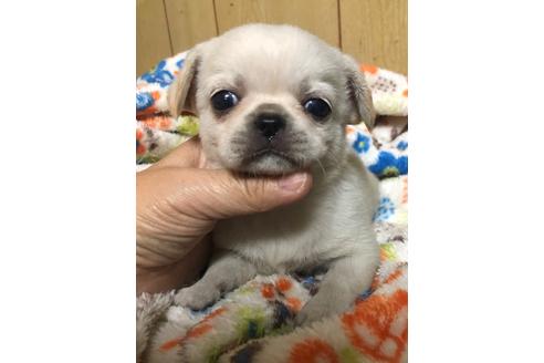 成約済の岡山県のミックス犬-91380の1枚目