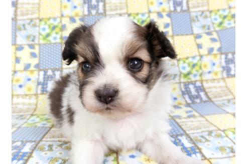 成約済の千葉県のパピヨン-93017の8枚目