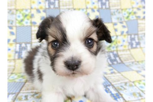 成約済の千葉県のパピヨン-93017の7枚目