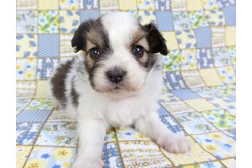 成約済の千葉県のパピヨン-93017の6枚目