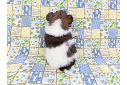 成約済の千葉県のパピヨン-93017の5枚目