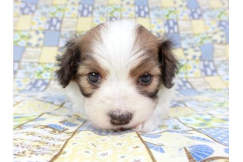 成約済の千葉県のパピヨン-93018