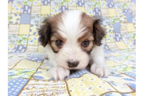 成約済の千葉県のパピヨン-93018の4枚目