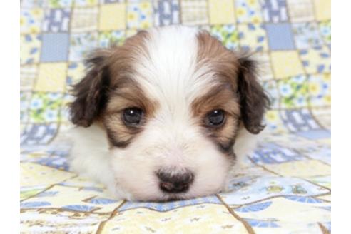 成約済の千葉県のパピヨン-93018の3枚目