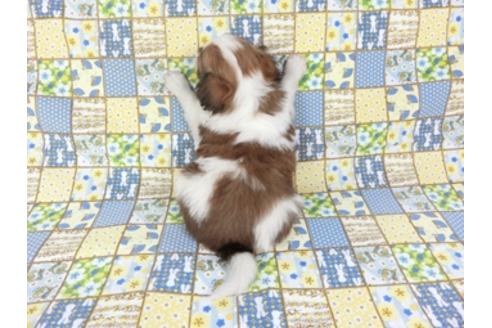 成約済の千葉県のパピヨン-93018の2枚目