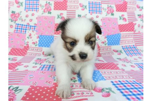 成約済の千葉県のパピヨン-93019の16枚目