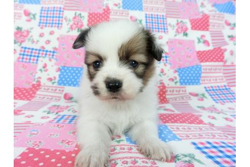 成約済の千葉県のパピヨン-93019の15枚目