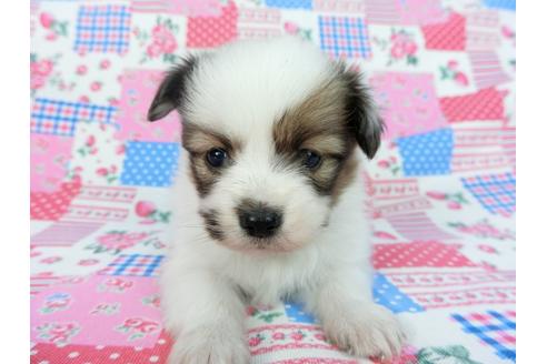 成約済の千葉県のパピヨン-93019の14枚目