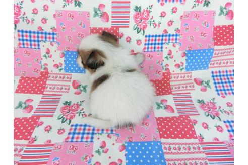 成約済の千葉県のパピヨン-93019の13枚目