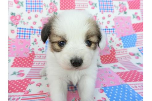 成約済の千葉県のパピヨン-93020の8枚目