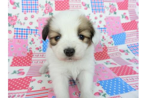 成約済の千葉県のパピヨン-93020の7枚目