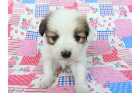 成約済の千葉県のパピヨン-93020の6枚目