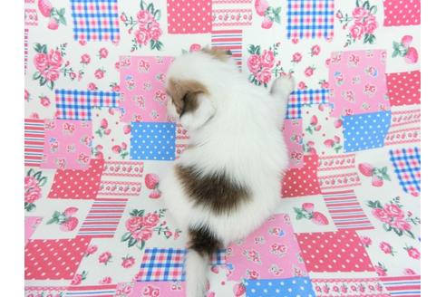 成約済の千葉県のパピヨン-93020の5枚目