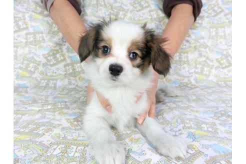 成約済の千葉県のパピヨン-92227の4枚目