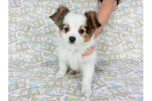 成約済の千葉県のパピヨン-92239の1枚目