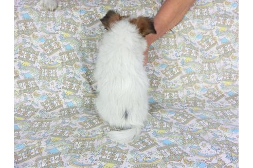 成約済の千葉県のパピヨン-92239の2枚目