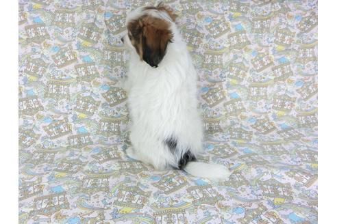 成約済の千葉県のパピヨン-92241の2枚目