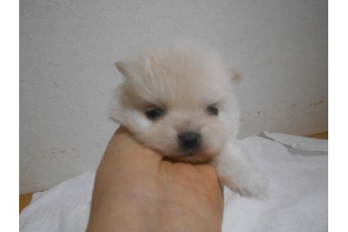成約済の福岡県のポメラニアン-93022の1枚目