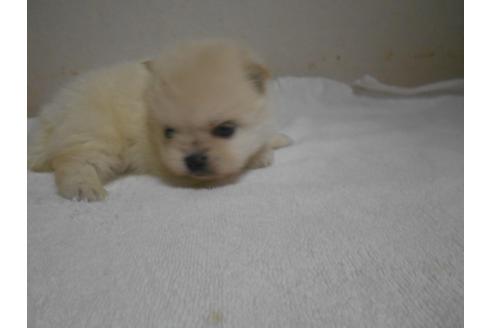 成約済の福岡県のポメラニアン-93022の5枚目