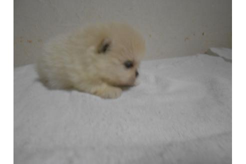 成約済の福岡県のポメラニアン-93022の4枚目