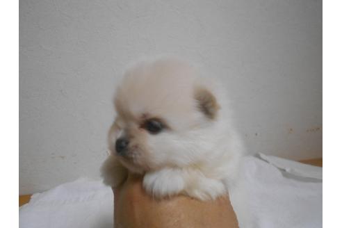 成約済の福岡県のポメラニアン-93022の3枚目