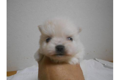 成約済の福岡県のポメラニアン-93022の2枚目