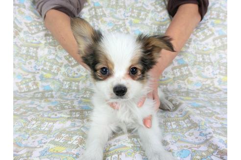 成約済の千葉県のパピヨン-92237の7枚目