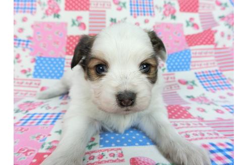 成約済の千葉県のパピヨン-93040の8枚目