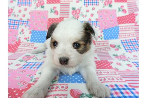成約済の千葉県のパピヨン-93040の7枚目