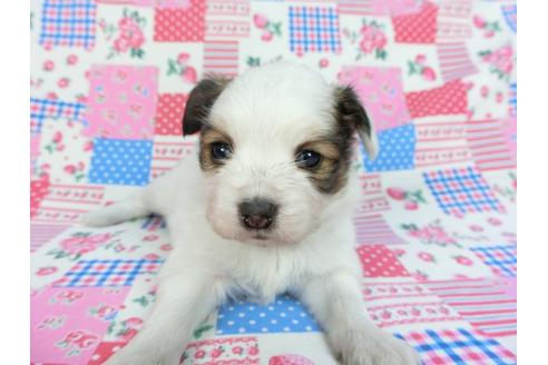成約済の千葉県のパピヨン-93040の6枚目