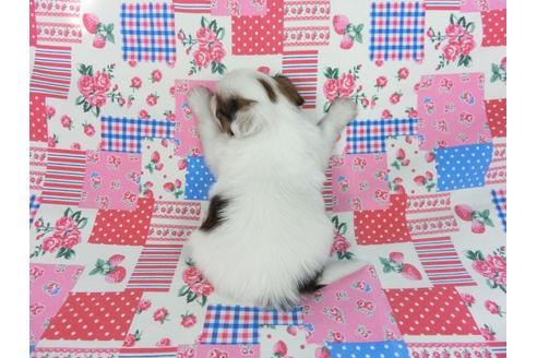 成約済の千葉県のパピヨン-93040の5枚目