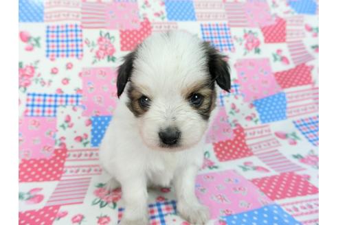 成約済の千葉県のパピヨン-93051の8枚目