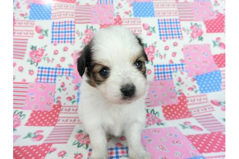 成約済の千葉県のパピヨン-93051の7枚目