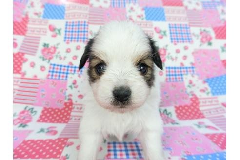 成約済の千葉県のパピヨン-93051の6枚目