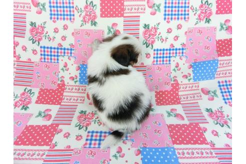 成約済の千葉県のパピヨン-93051の5枚目